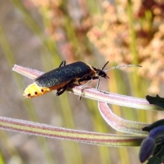 Chauliognathus lugubris at Fadden, ACT - 24 Feb 2019