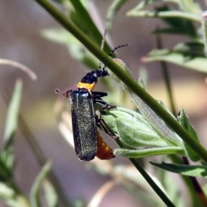 Chauliognathus lugubris at Fadden, ACT - 24 Feb 2019