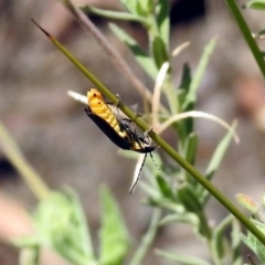 Chauliognathus lugubris at Fadden, ACT - 24 Feb 2019