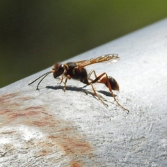 Sceliphron laetum (Common mud dauber wasp) at Fadden, ACT - 24 Feb 2019 by RodDeb