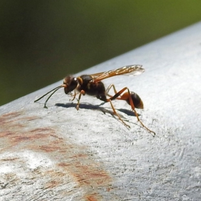 Sceliphron laetum (Common mud dauber wasp) at Fadden Hills Pond - 24 Feb 2019 by RodDeb