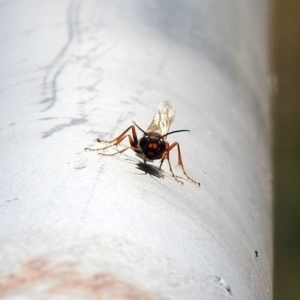 Sceliphron laetum at Fadden, ACT - 24 Feb 2019 02:29 PM