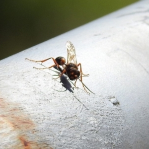 Sceliphron laetum at Fadden, ACT - 24 Feb 2019 02:29 PM