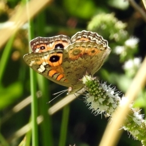 Junonia villida at Fadden, ACT - 24 Feb 2019 02:12 PM