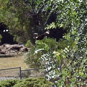 Papilio aegeus at Fadden, ACT - 24 Feb 2019