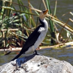 Microcarbo melanoleucos (Little Pied Cormorant) at Fadden Hills Pond - 24 Feb 2019 by RodDeb