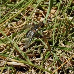 Villa sp. (genus) (Unidentified Villa bee fly) at Fadden, ACT - 24 Feb 2019 by RodDeb