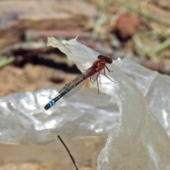 Xanthagrion erythroneurum (Red & Blue Damsel) at Fadden Hills Pond - 24 Feb 2019 by RodDeb