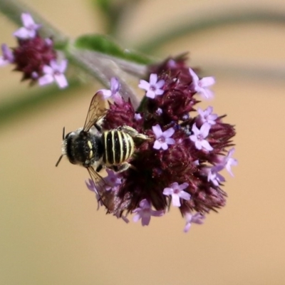 Pseudoanthidium (Immanthidium) repetitum (African carder bee, Megachild bee) at Fadden, ACT - 24 Feb 2019 by RodDeb