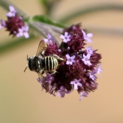 Pseudoanthidium (Immanthidium) repetitum (African carder bee, Megachild bee) at Fadden Hills Pond - 24 Feb 2019 by RodDeb