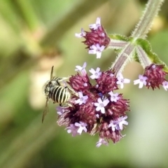 Pseudoanthidium (Immanthidium) repetitum at Fadden, ACT - 24 Feb 2019