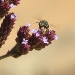 Pseudoanthidium (Immanthidium) repetitum at Fadden, ACT - 24 Feb 2019 02:31 PM