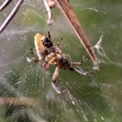 Araneidae (family) (Orb weaver) at Fadden, ACT - 24 Feb 2019 by RodDeb