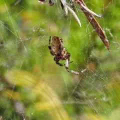 Araneidae (family) at Fadden, ACT - 24 Feb 2019 02:51 PM