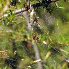 Araneidae (family) at Fadden, ACT - 24 Feb 2019 02:51 PM