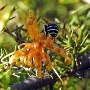 Amegilla (Zonamegilla) asserta at Fadden, ACT - 24 Feb 2019