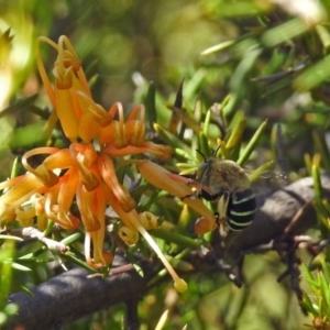 Amegilla (Zonamegilla) asserta at Fadden, ACT - 24 Feb 2019