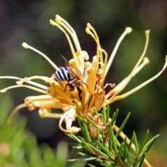 Amegilla (Zonamegilla) asserta at Fadden, ACT - 24 Feb 2019