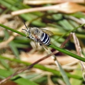 Amegilla (Zonamegilla) asserta at Fadden, ACT - 24 Feb 2019