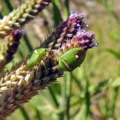 Ocirrhoe unimaculata (Green Stink Bug) at Fadden Hills Pond - 24 Feb 2019 by RodDeb