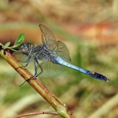 Orthetrum caledonicum (Blue Skimmer) at Fadden Hills Pond - 24 Feb 2019 by RodDeb