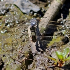 Orthetrum caledonicum at Fadden, ACT - 24 Feb 2019