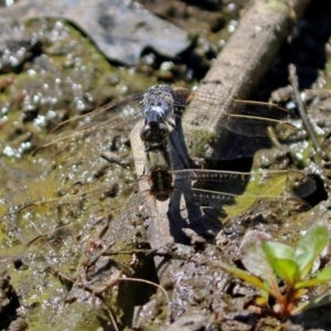 Orthetrum caledonicum at Fadden, ACT - 24 Feb 2019 01:40 PM