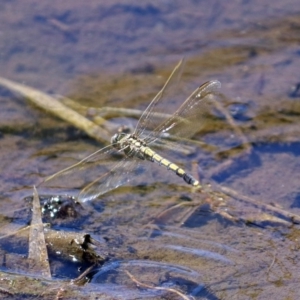 Orthetrum caledonicum at Fadden, ACT - 24 Feb 2019 01:40 PM