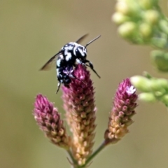 Thyreus caeruleopunctatus (Chequered cuckoo bee) at Fadden, ACT - 24 Feb 2019 by RodDeb