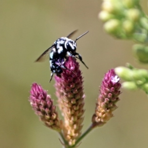 Thyreus caeruleopunctatus at Fadden, ACT - 24 Feb 2019