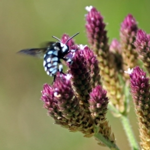 Thyreus caeruleopunctatus at Fadden, ACT - 24 Feb 2019