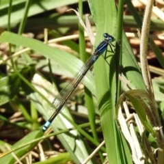 Ischnura heterosticta (Common Bluetail Damselfly) at Fadden Hills Pond - 24 Feb 2019 by RodDeb