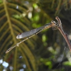 Austrolestes leda (Wandering Ringtail) at Fadden, ACT - 24 Feb 2019 by RodDeb