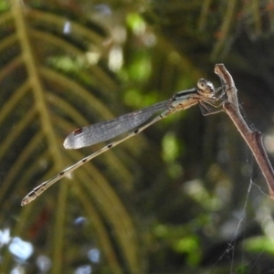 Austrolestes leda at Fadden, ACT - 24 Feb 2019 01:56 PM