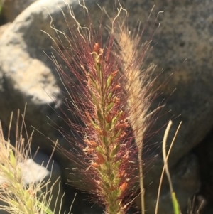 Cenchrus purpurascens at Bobundara, NSW - 24 Feb 2019