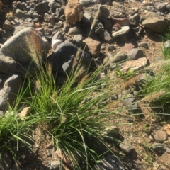 Cenchrus purpurascens at Bobundara, NSW - 24 Feb 2019