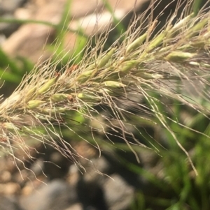 Cenchrus purpurascens at Bobundara, NSW - 24 Feb 2019