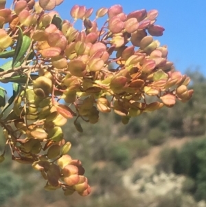 Bursaria spinosa subsp. lasiophylla at Bobundara, NSW - 24 Feb 2019