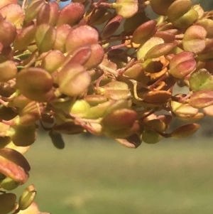 Bursaria spinosa subsp. lasiophylla at Bobundara, NSW - 24 Feb 2019