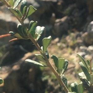 Bursaria spinosa subsp. lasiophylla at Bobundara, NSW - 24 Feb 2019