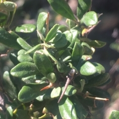 Bursaria spinosa subsp. lasiophylla at Bobundara, NSW - 24 Feb 2019