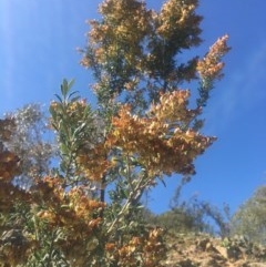 Bursaria spinosa subsp. lasiophylla at Bobundara, NSW - 24 Feb 2019