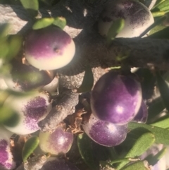 Melicytus angustifolius subsp. divaricatus (Divaricate Tree Violet) at Bobundara, NSW - 24 Feb 2019 by Safarigirl