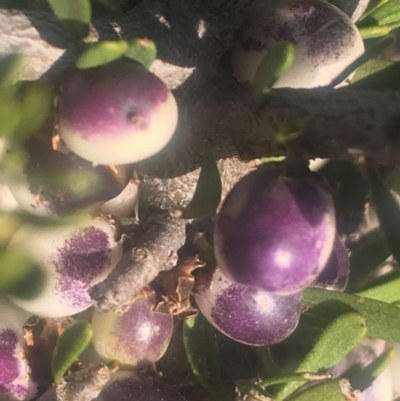 Melicytus angustifolius subsp. divaricatus (Divaricate Tree Violet) at Bobundara, NSW - 24 Feb 2019 by Safarigirl