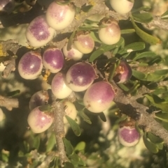 Melicytus angustifolius subsp. divaricatus at Bobundara, NSW - 24 Feb 2019