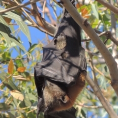 Pteropus poliocephalus (Grey-headed Flying-fox) at Paddys River, ACT - 20 Feb 2019 by michaelb