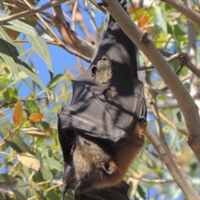 Pteropus poliocephalus (Grey-headed Flying-fox) at Paddys River, ACT - 20 Feb 2019 by MichaelBedingfield