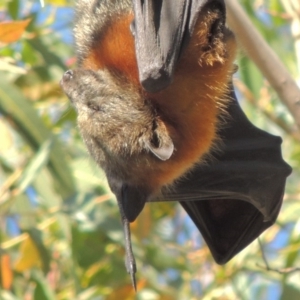 Pteropus poliocephalus at Paddys River, ACT - 20 Feb 2019