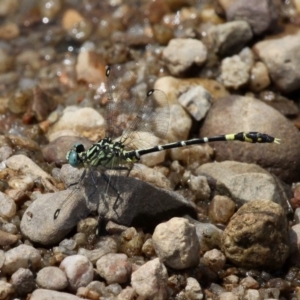 Austrogomphus cornutus at Larbert, NSW - 18 Feb 2019 02:03 PM