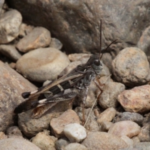 Oedaleus australis at Larbert, NSW - 18 Feb 2019